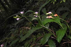 Phaius mishmensis