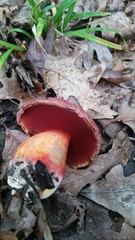 Boletus rubroflammeus