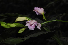 Phaius mishmensis