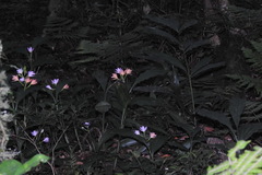Phaius mishmensis