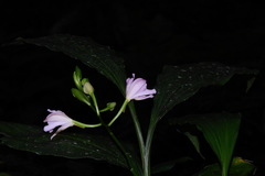 Phaius mishmensis