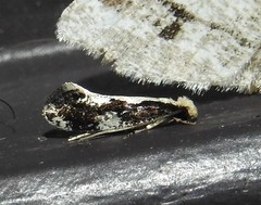 Monopis dorsistrigella