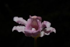 Phaius mishmensis