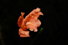 Phaius mishmensis
