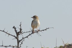 Cisticola aridulus