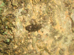 Eucorynus crassicornis