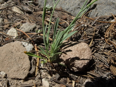Boechera platysperma