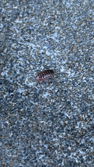 Armadillidium vulgare
