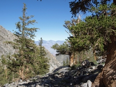 Pinus balfouriana austrina