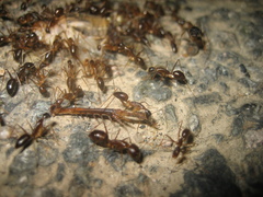 Camponotus mitis