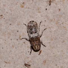 Ozotomerus bipunctatus
