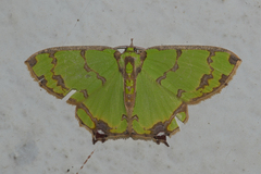 Agathia lycaenaria