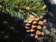 Pinus balfouriana austrina