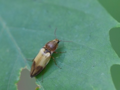 Stropenron hamata