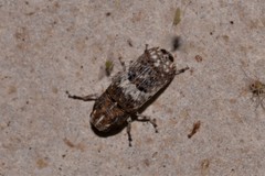 Ozotomerus bipunctatus