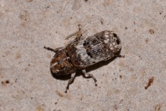 Ozotomerus bipunctatus