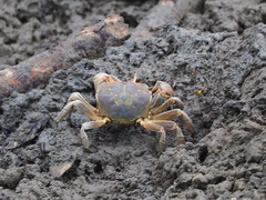Chasmagnathus convexus