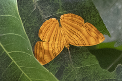 Chersonesia intermedia