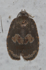 Cnesteboda celligera