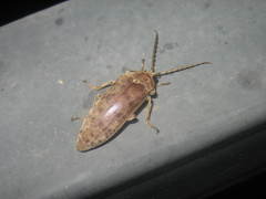 Eulichadidae