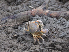 Chasmagnathus convexus