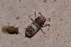 Ozotomerus bipunctatus