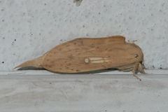 Oraura longipennis