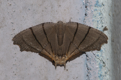 Orudiza protheclaria