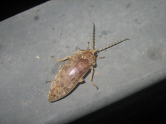 Eulichadidae