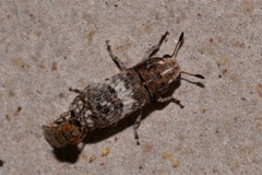 Ozotomerus bipunctatus