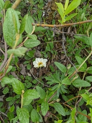 Dryas octopetala