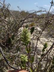 Ecbolium fimbriatum