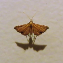 Myriostephes matura