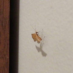 Myriostephes matura