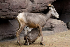 Bighorn Sheep photo 3