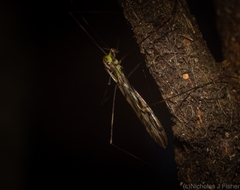 Libnotes terraereginae
