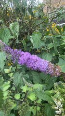 Buddleja davidii