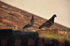 Columba livia domestica