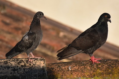 Columba livia domestica