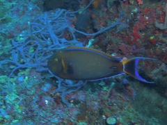 Acanthurus bariene