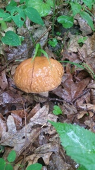 Boletus variipes