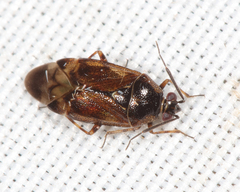 Deraeocoris nubilus