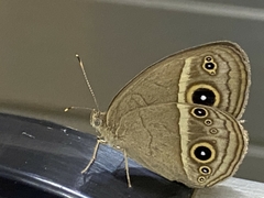 Mycalesis gotama nanda