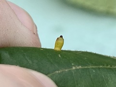 Caryomyia urnula