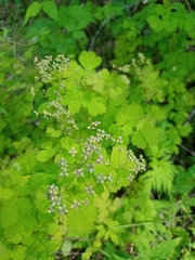 Thalictrum baicalense