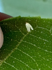 Caryomyia urnula