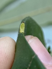 Caryomyia urnula