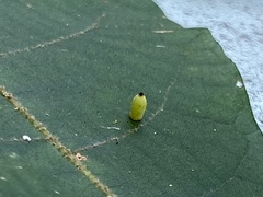 Caryomyia urnula