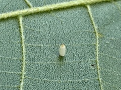 Caryomyia urnula