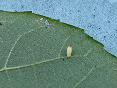 Caryomyia urnula